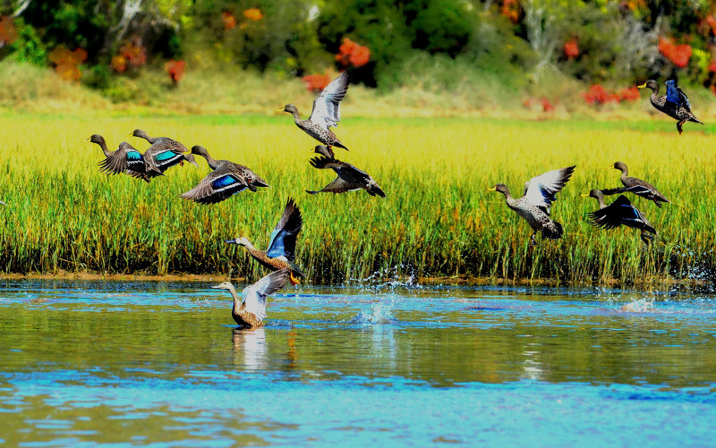 A 5-day birding and cultural holiday experience in eSwatini