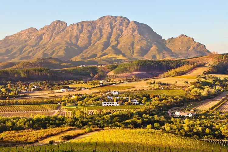 Enjoy world class wines with a tour through the vineyards of Stellenbosch and Franshoek