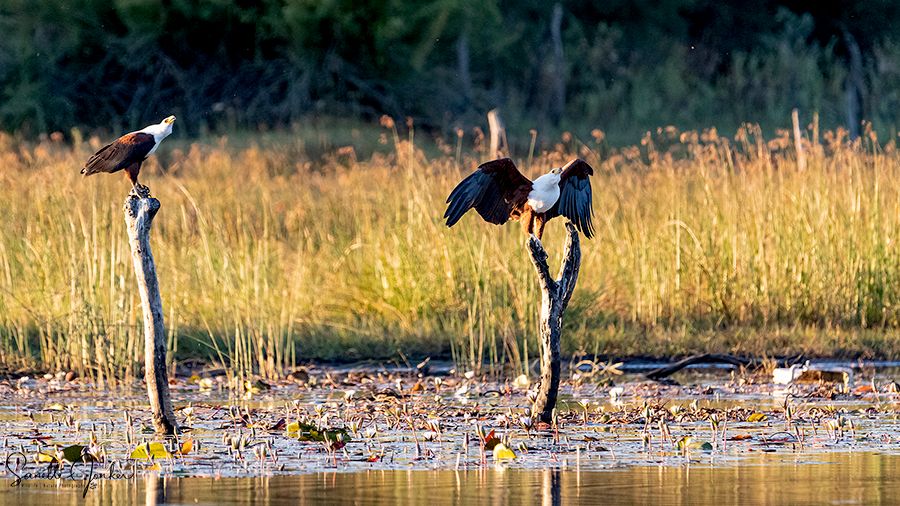Guma Lagoon fishing birds birding okavango delta panhandle botswana safari adventure comfort basic accommodation camp chalet camping birds
