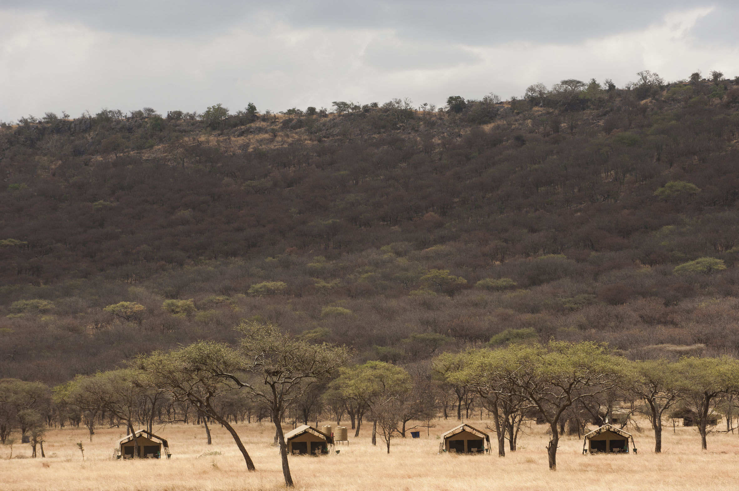 Kati Kati Tented Camp Safari BIG5 Serengeti Tanzania Wildebeest Migration mobile moving follow cats zebra elephant gazelle tent view open
