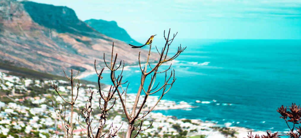 Enjoy a full day-tour of the spectacular Cape Peninsula