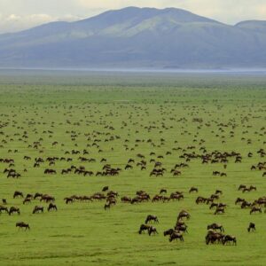 Enjoy panoramic views across the Serengeti grasslands while visiting the Serengeti National Park
