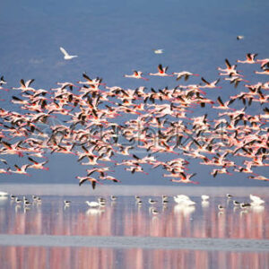 Lake Manyara is a natural beauty that shimmers in the Great Rift Valley and perfect for group holiday tours