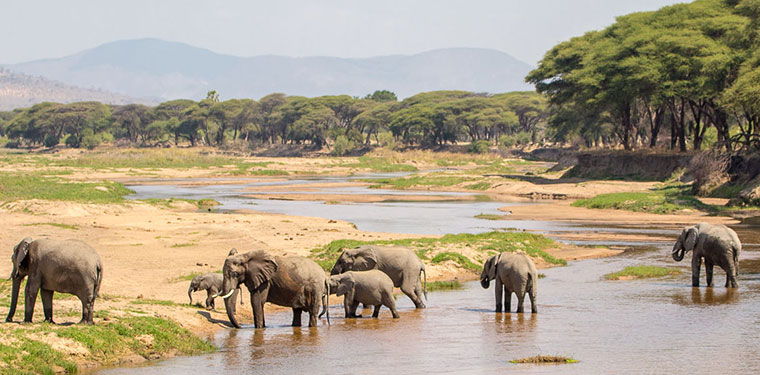 Get to see elephants cooling down at the watering hole while on safari in Africa