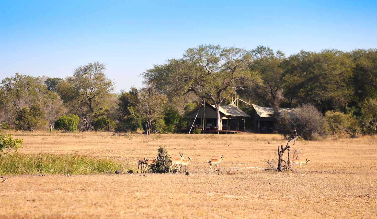 African safari packages and tours range from bucket-list adventures to ultra-luxurious vacations