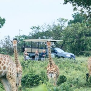 An African holiday adventure where you are sure to see Pigmy Goose, White Backed Ducks, Lessor Jacanas, Rufous Winged Cisticolas, amongst other beautiful species