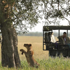 Get up close to the wild with a safari tour to The Serengeti National Park