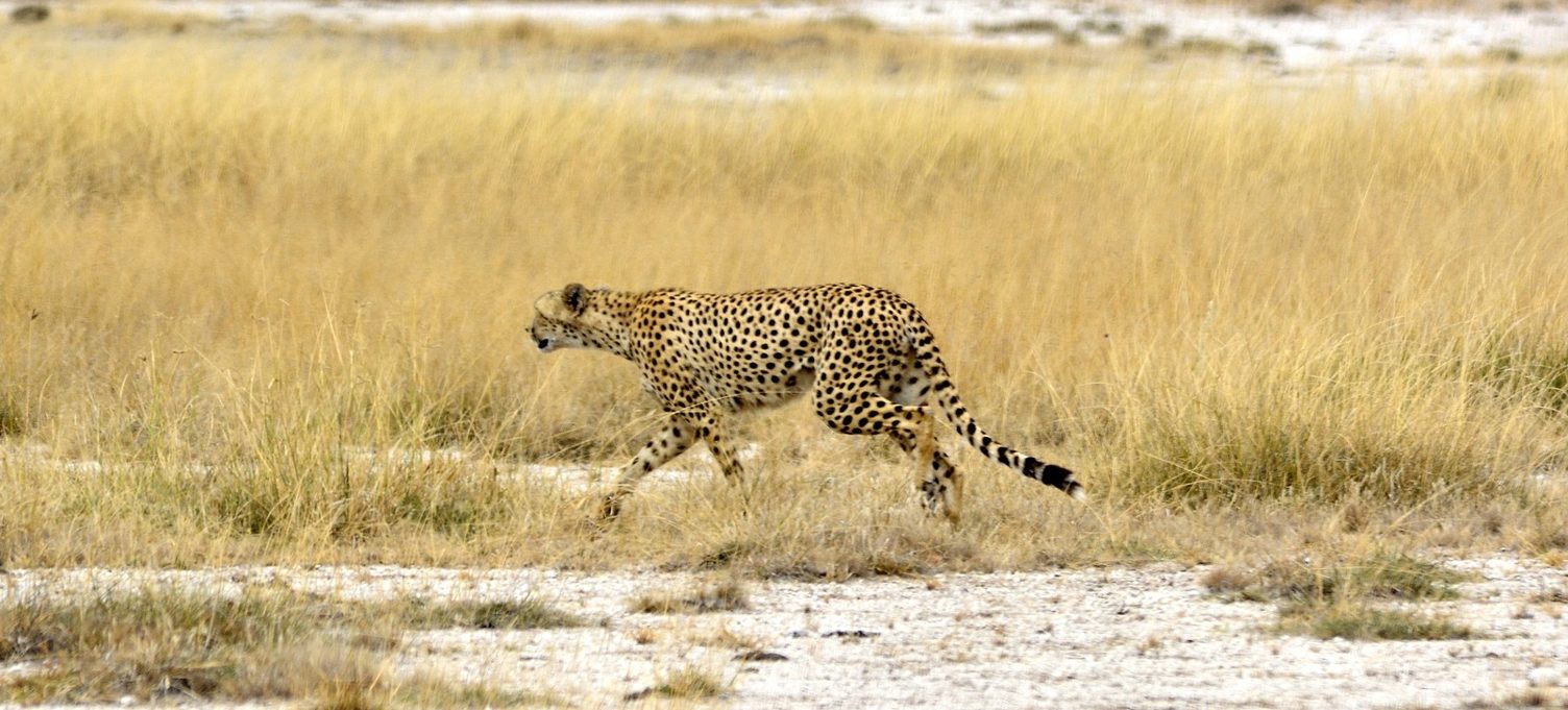 A Southern Tanzania African holiday adventure