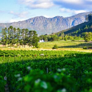 Enjoy wine tasting in the Cape Winelands with friends and family on an African Hideaways group tour