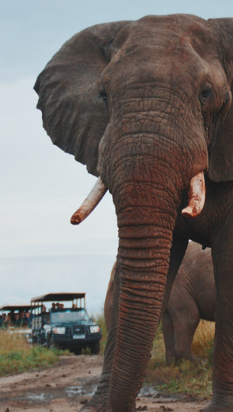 African Hideaways has passion and love for this unique part of the world where you get to see the big five while on safari in Africa