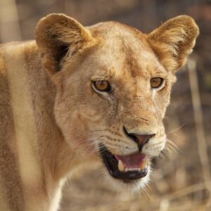 Safari to Ruaha National Park and get to see lions, cheetah and 574 different species of birds