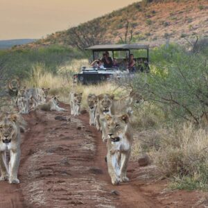 Group tours in Africa that has an optional bush walk with a guide