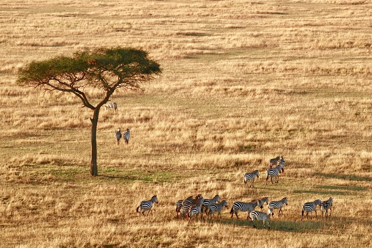If you are looking for wildlife and adventure that includes accommodation, then the Serengeti Plaines is the perfect location