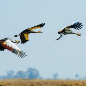 Start your day with a guided birding and wildlife tour and explore the forest of iGwalagwala on an African Hideaways holiday adventure