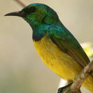 Take a drive to Dukuduku western shores and explore the wide range of bird and wildlife