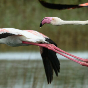 Take a journey into the iGwalagwala forest on a guided half day birding and wildlife trip