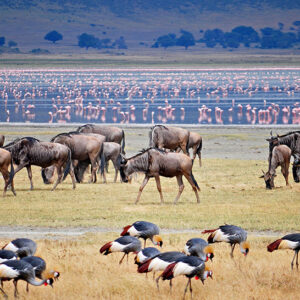 With natural beauty abounds the magnificent Lake Manyara offers a magical trip destination