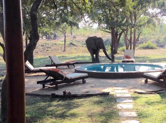 Shindzela Tented Eco friendly solar Safari Lodge Pool Nature Bush walks safari wildlife kruger national park timbavati elephant