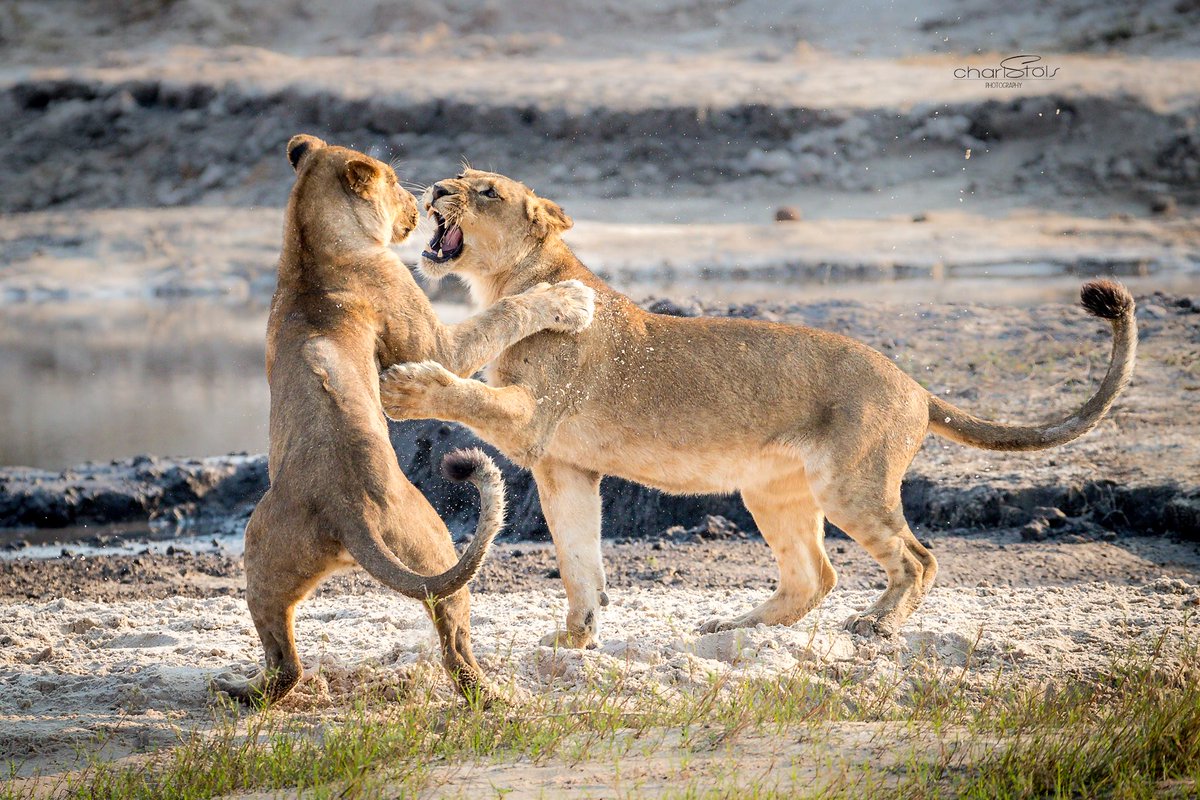 Situated on the banks of the Chobe River, this safari lodge offers great opportunities for boat-safari's. The area borders four African countries: Botswana, Namibia, Zimbabwe and Zambia. The lodge therefor offers an excellent getaway to Chobe, Victoria Falls and the Caprivi Strip