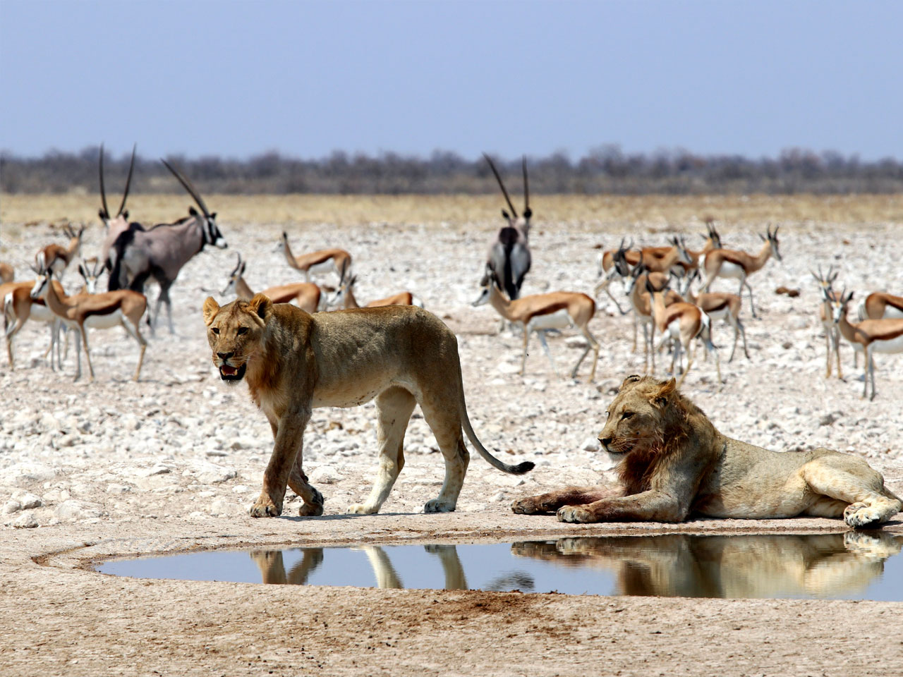 A customized trip to Namibia, Botswana and Victoria falls that fits your needs and wallet