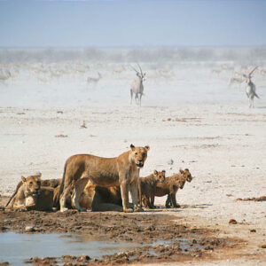 A friendly camp that provides you with all the comforts of home and where you can explore the abundant animal kingdom