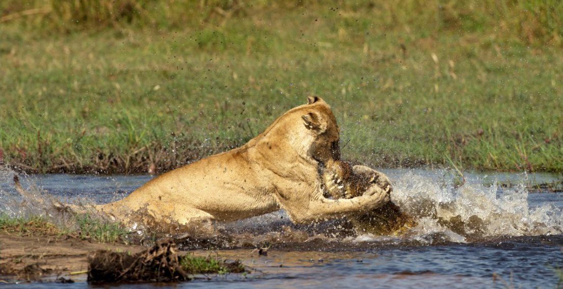 A safari holiday where breakfast lunch and supper are taken care of so you can sit back and take in the sights