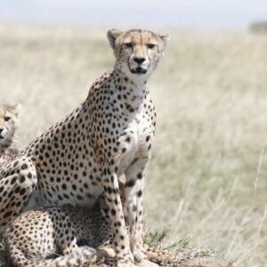 Enjoy a game drive where you get to see 114 species of mammals, including elephants, black rhinos