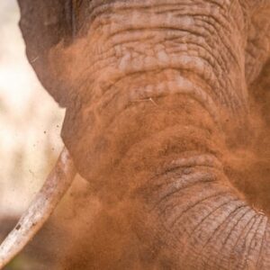 Enjoy the stark beauty with a night under the stars at your campsite and during the day travel through Tsumeb and Grootfontein