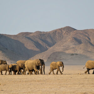 Family and honeymoon vacations where you get to explore and see Namibia’s highest mountain the Brandberg