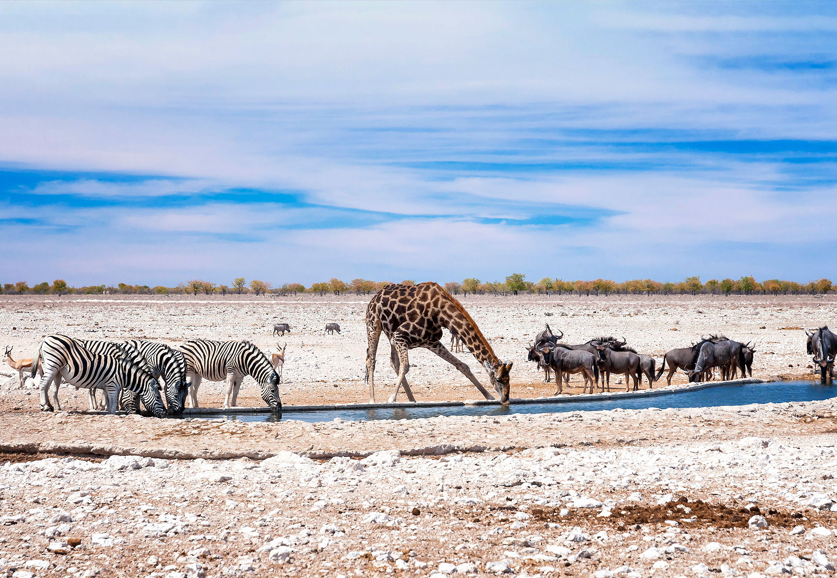 Namibian guided adventure to the Onguma Game Reserve for a game viewing safari you won’t forget soon