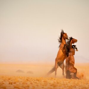 Set below striking fossilised dunes the lodge provides a spectacular experience of the ancient Namibian Desert