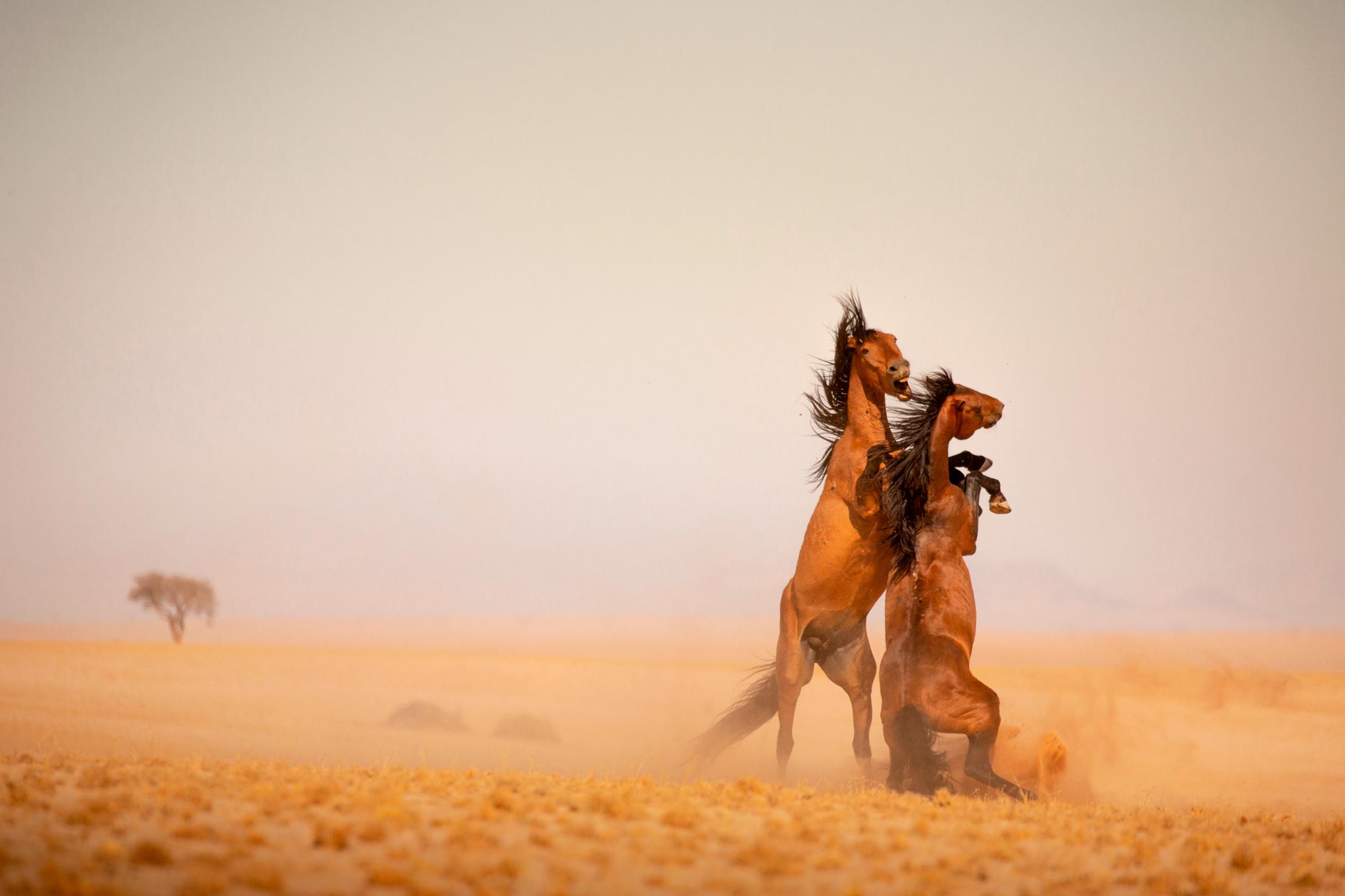 Set below striking fossilised dunes the lodge provides a spectacular experience of the ancient Namibian Desert