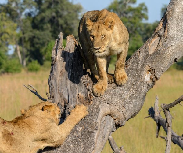 The ultimate anniversary spoil with a game drive where you get to see an abundance of different animal species up and close