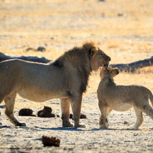 A natural wonder of the world African Hideaways group tours to Victoria Falls