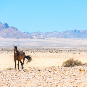 Visit the beautiful Gondwana Sperrgebiet Rand Park