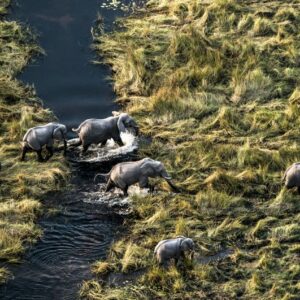 Two guided game safaris into Moremi Game Reserve where you get to see hippos, lions, and rhinos