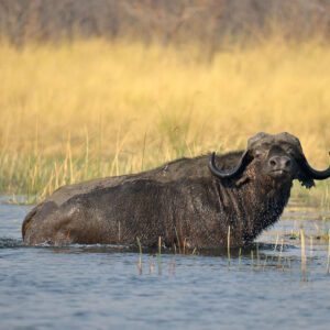 A safari along the Kwando River where you get to see Hippos, Cheetah, and a variety of other wildlife