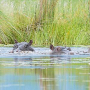 Enjoy a 2 night stay at the Moremi Game Reserve with friends and family
