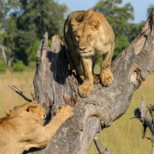 Group tours in Africa where you get up close to nature and explore the Okavango River