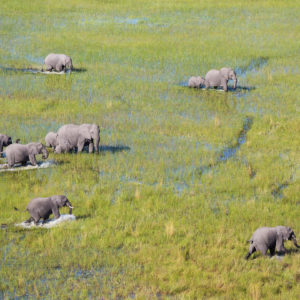 Okavango Delta Botswana wildlife safari elephant boat flight adventure safari wildlife unique world once in a life