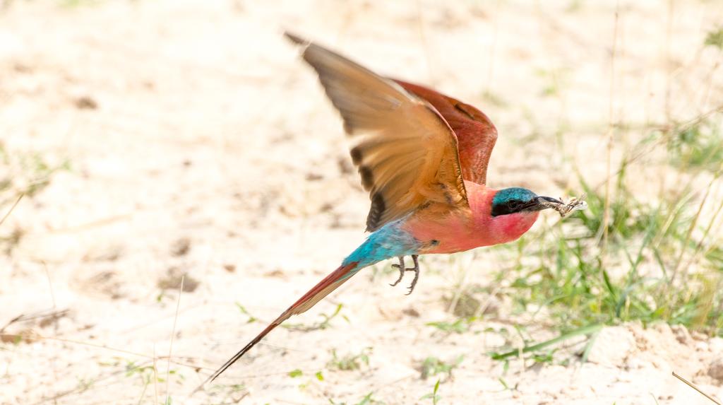 Relax to the tune of nature at one of Africa most famous rivers the Zambezi River