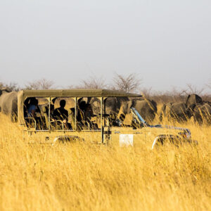 Safari into the wild with a 3-hour game drive into the Bwabwata National Park