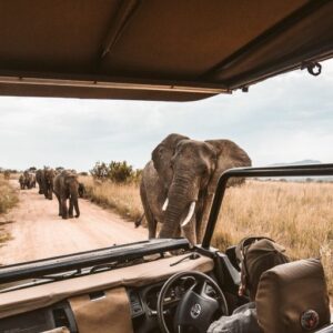 See big game animals with two different excursions into the Delta that you can choose from