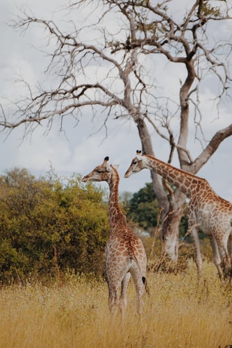 See the natural beauty of Africa and have time to relax and have a siesta back at the camp or lodge you are staying at