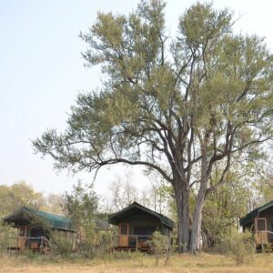 Early morning activities that gives you the most thrilling wildlife sightings