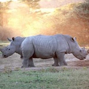 Visit a sanctuary that is a habitat for black and white rhino as well as over 30 other animal species