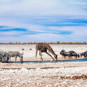 Explore the western hills of Etosha where you get to see the Hartmann’s Mountain Zebra.