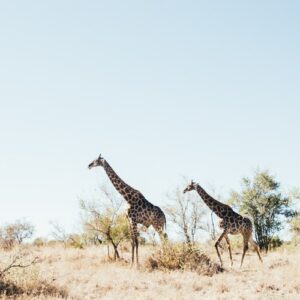 Spend the night under the stars at King Nehale Conservancy while on your honeymoon getaway