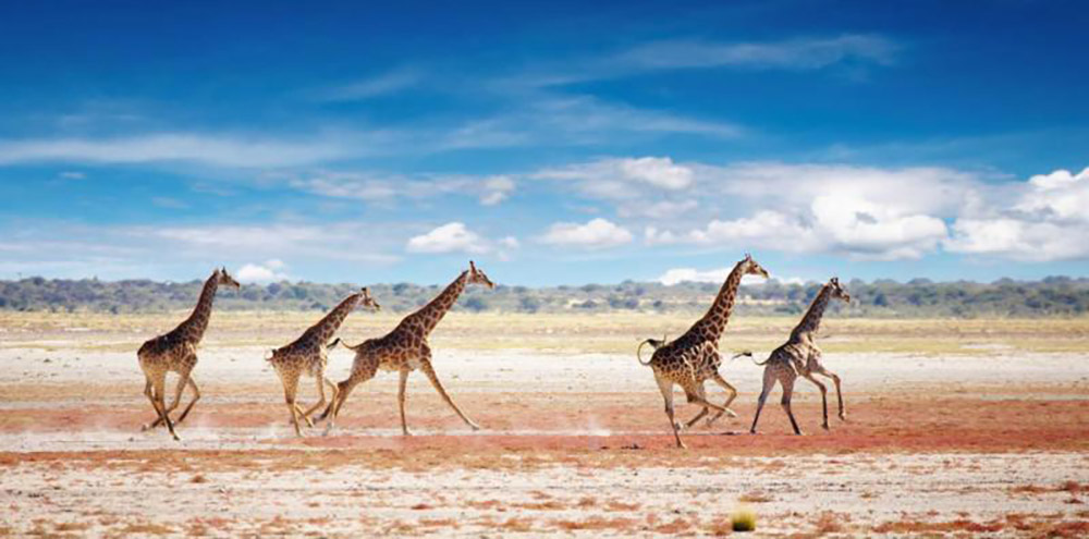 With this trip you have two options self-drive a 4x4 or opt for a driver and you can sit back and relax and take in all the sights on this wilderness safari