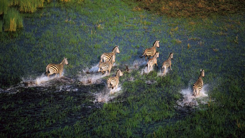 luxury-lodge-okavango-botswana gunns-camp okavango moremi wildlife vintage wildlife boat cruise helicopter safari